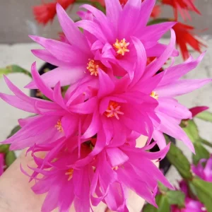 5 Easter Cactus Cuttings - Pink & Red Schlumbergera Zygocactus Leaf - Indoor/Outdoor - Image 7