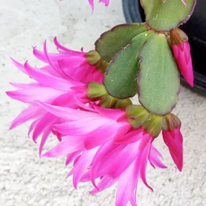 5 Easter Cactus Cuttings - Pink & Red Schlumbergera Zygocactus Leaf - Indoor/Outdoor - Image 8