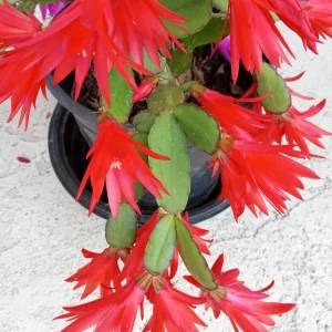 5 Easter Cactus Cuttings - Pink & Red Schlumbergera Zygocactus Leaf - Indoor/Outdoor - Image 9