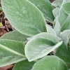 5 Lamb's Ear (Stachys Byzantina) Bare Root Perennial Plants - Outdoor Green Fuzzy Foliage - Image 1