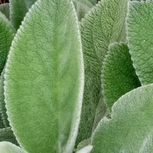 5 Lamb's Ear (Stachys Byzantina) Bare Root Perennial Plants - Outdoor Green Fuzzy Foliage - Image 6