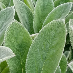 5 Lamb's Ear (Stachys Byzantina) Bare Root Perennial Plants - Outdoor Green Fuzzy Foliage - Image 7