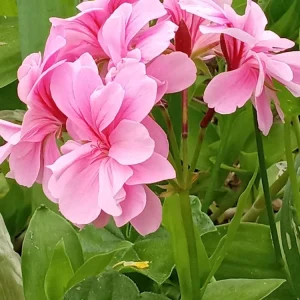 5 Light Pink Ivy Geranium Live Plant Cuttings - Pelargonium peltatum - Outdoor - Image 2