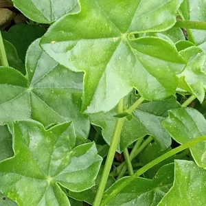5 Light Pink Ivy Geranium Live Plant Cuttings - Pelargonium peltatum - Outdoor - Image 3