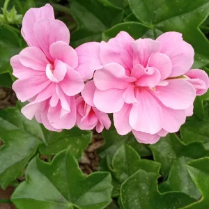 5 Light Pink Ivy Geranium Live Plant Cuttings - Pelargonium peltatum - Outdoor - Image 4