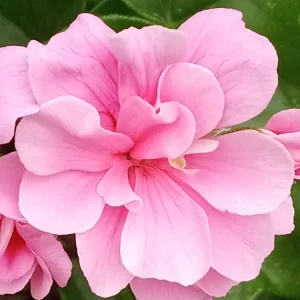 5 Light Pink Ivy Geranium Live Plant Cuttings - Pelargonium peltatum - Outdoor - Image 5