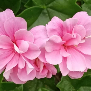 5 Light Pink Ivy Geranium Live Plant Cuttings - Pelargonium peltatum - Outdoor - Image 7