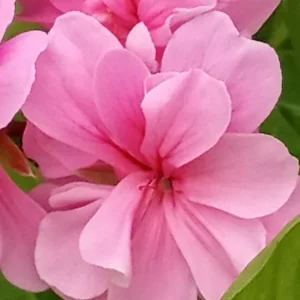 5 Light Pink Ivy Geranium Live Plant Cuttings - Pelargonium peltatum - Outdoor - Image 8