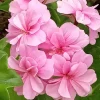 5 Light Pink Ivy Geranium Live Plant Cuttings - Pelargonium peltatum - Outdoor - Image 1