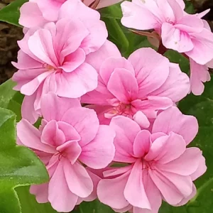 5 Light Pink Ivy Geranium Live Plant Cuttings - Pelargonium peltatum - Outdoor - Image 1