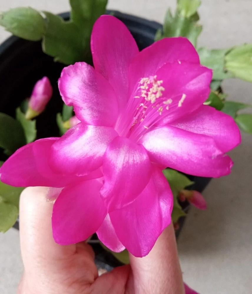 5 Magenta Thanksgiving Cactus Cuttings Schlumbergera Zygocactus Ready to Plant Indoor/Outdoor - Image 2