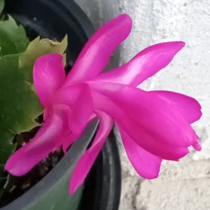 5 Magenta Thanksgiving Cactus Cuttings Schlumbergera Zygocactus Ready to Plant Indoor/Outdoor - Image 3