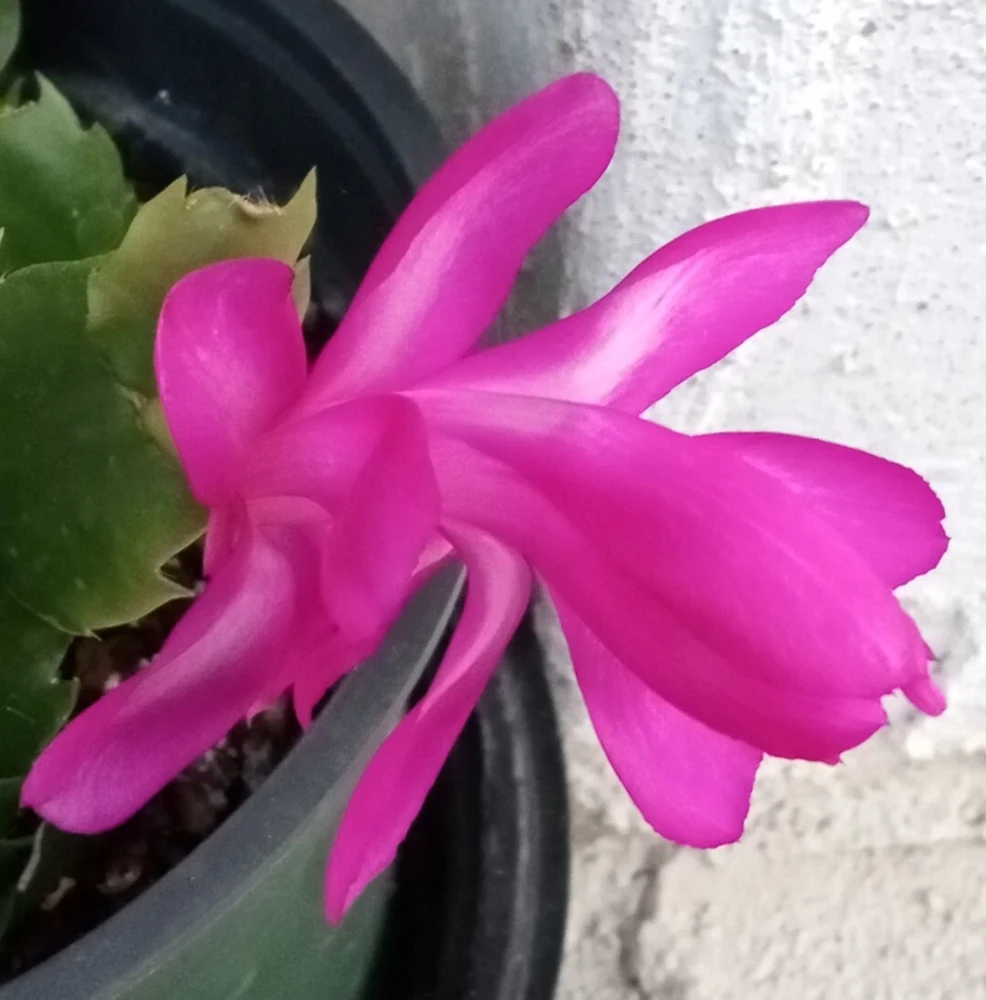 5 Magenta Thanksgiving Cactus Cuttings Schlumbergera Zygocactus Ready to Plant Indoor/Outdoor - Image 3