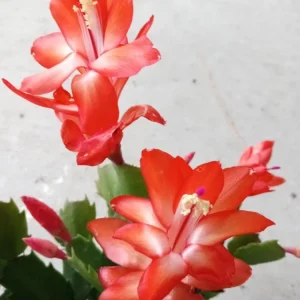 5 Orange Thanksgiving Cactus Leaf Cuttings Schlumbergera Zygocactus Ready to Grow Indoor/Outdoor - Image 2