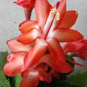 5 Orange Thanksgiving Cactus Leaf Cuttings Schlumbergera Zygocactus Ready to Grow Indoor/Outdoor - Image 1