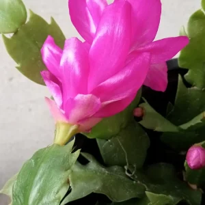 5 Pack Rooted Thanksgiving Cactus Live Plants Schlumbergera Zygocactus Mix Indoor/Outdoor - Image 14