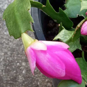 5 Pack Rooted Thanksgiving Cactus Live Plants Schlumbergera Zygocactus Mix Indoor/Outdoor - Image 15