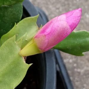5 Pack Rooted Thanksgiving Cactus Live Plants Schlumbergera Zygocactus Mix Indoor/Outdoor - Image 16