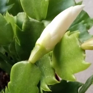 5 Pack Rooted Thanksgiving Cactus Live Plants Schlumbergera Zygocactus Mix Indoor/Outdoor - Image 18