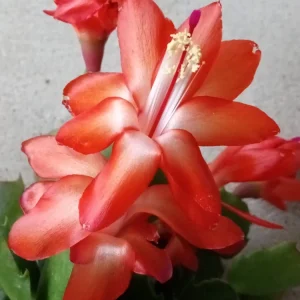 5 Pack Rooted Thanksgiving Cactus Live Plants Schlumbergera Zygocactus Mix Indoor/Outdoor - Image 2