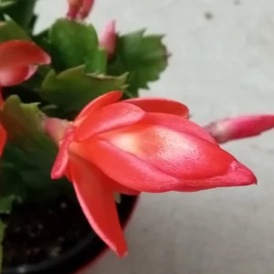 5 Pack Rooted Thanksgiving Cactus Live Plants Schlumbergera Zygocactus Mix Indoor/Outdoor - Image 3