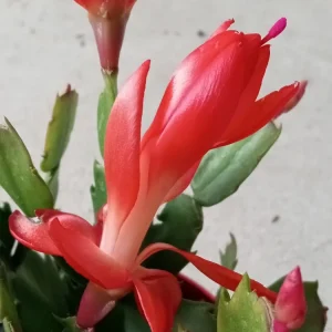 5 Pack Rooted Thanksgiving Cactus Live Plants Schlumbergera Zygocactus Mix Indoor/Outdoor - Image 5