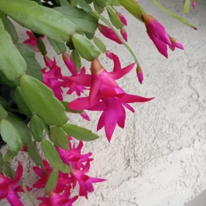 5 Pink Christmas Cactus Live Cuttings – Schlumbergera Zygocactus Plant – Indoor/Outdoor - Image 4