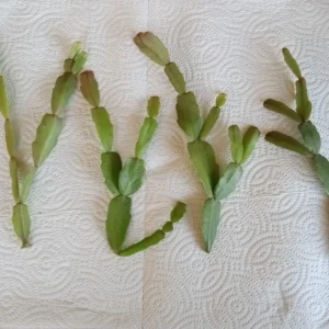 5 Pink Christmas Cactus Live Cuttings – Schlumbergera Zygocactus Plant – Indoor/Outdoor - Image 6