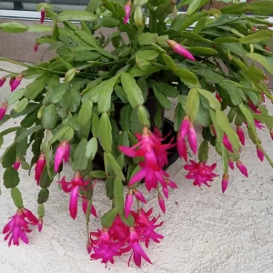 5 Pink Christmas Cactus Live Cuttings – Schlumbergera Zygocactus Plant – Indoor/Outdoor - Image 1