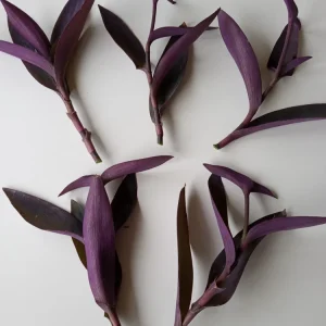 5 Purple Heart Tradescantia Pallida Live Cuttings - Indoor/Outdoor Perennial - Image 2