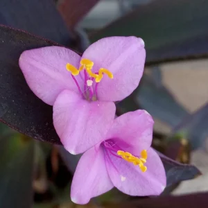5 Purple Heart Tradescantia Pallida Live Cuttings - Indoor/Outdoor Perennial - Image 3