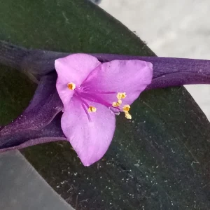 5 Purple Heart Tradescantia Pallida Live Cuttings - Indoor/Outdoor Perennial - Image 4