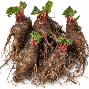 5 Red Rhubarb Crowns - Hardy Perennial Plants for Planting Sweet-Tart Stalks - Image 1