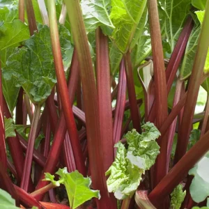 5 Red Rhubarb Crowns - Hardy Perennial Plants for Planting Sweet-Tart Stalks - Image 4
