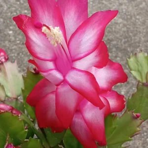 5 Red Thanksgiving Cactus Leaf Cuttings - Schlumbergera Zygocactus for Indoor/Outdoor - Image 1