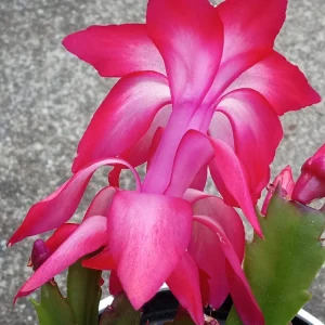 5 Red Thanksgiving Cactus Leaf Cuttings - Schlumbergera Zygocactus for Indoor/Outdoor - Image 2