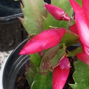 5 Red Thanksgiving Cactus Leaf Cuttings - Schlumbergera Zygocactus for Indoor/Outdoor - Image 3