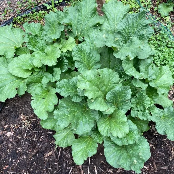 5 Rhubarb Bare Roots for Planting - Perennial Raspberry-Red Stalks, 5-7 Inch Long - Image 2