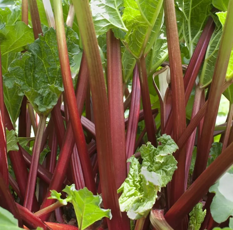 5 Rhubarb Bare Roots for Planting - Perennial Raspberry-Red Stalks, 5-7 Inch Long - Image 3