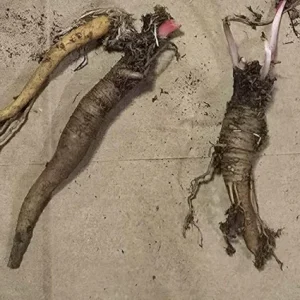 5 Rhubarb Bare Roots for Planting - Perennial Raspberry-Red Stalks, 5-7 Inch Long - Image 4