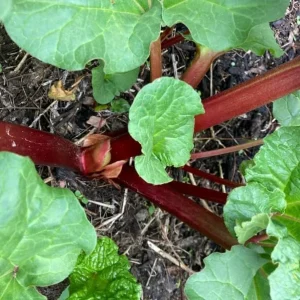 5 Rhubarb Bare Roots for Planting - Perennial Raspberry-Red Stalks, 5-7 Inch Long - Image 6