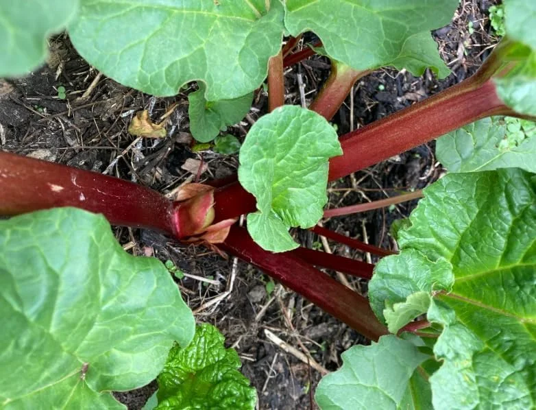 5 Rhubarb Bare Roots for Planting - Perennial Raspberry-Red Stalks, 5-7 Inch Long - Image 6