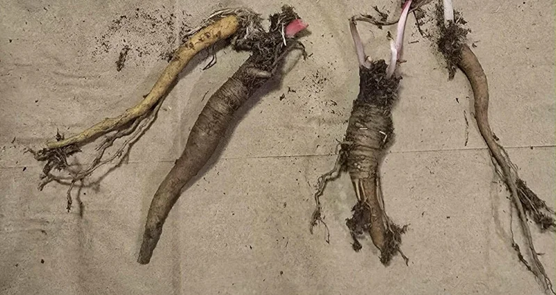 5 Rhubarb Crowns for Planting - Heirloom Red Stalks, 5-7 Inch Bare Root Vegetable - Image 3