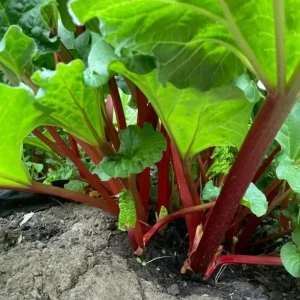 5 Rhubarb Crowns for Planting - Heirloom Red Stalks, 5-7 Inch Bare Root Vegetable - Image 5