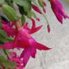 5 Rooted Pink Christmas Cactus Live Plants - Schlumbergera Zygocactus - Image 1
