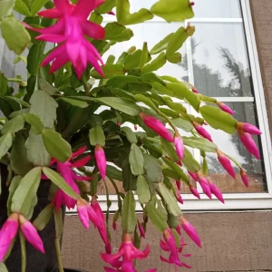 5 Rooted Pink Christmas Cactus Live Plants - Schlumbergera Zygocactus - Image 3