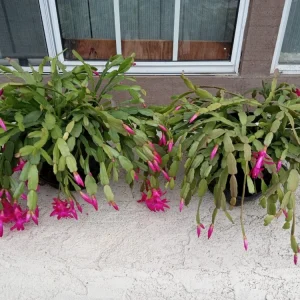 5 Rooted Pink Christmas Cactus Live Plants - Schlumbergera Zygocactus - Image 5