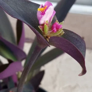 5 Rooted Purple Heart Tradescantia Pallida Live Cuttings - Indoor & Outdoor - Image 3