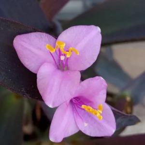 5 Rooted Purple Heart Tradescantia Pallida Live Cuttings - Indoor & Outdoor - Image 1