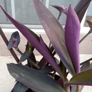 5 Rooted Purple Heart Tradescantia Pallida Live Cuttings - Indoor & Outdoor - Image 4